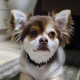 Tony Jackson大司教