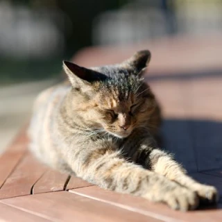 カツマタ(catsumata)